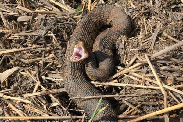 Una imagen de un venenoso Cottonmouth del Norte, carece de las marcas rojas de la Serpiente de Agua del Norte