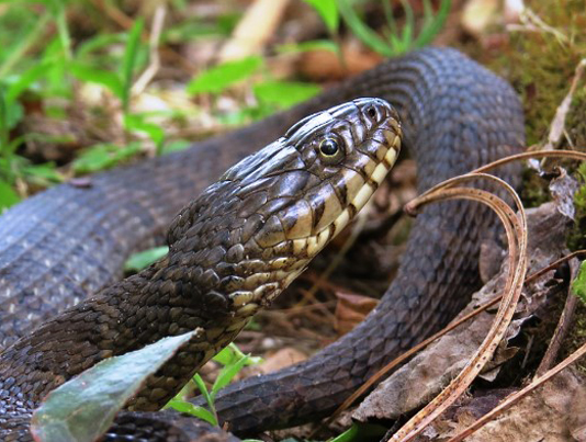 una imagen de la cabeza de una serpiente de agua del norte, es más plana y menos rotunda que la boca de algodón del norte