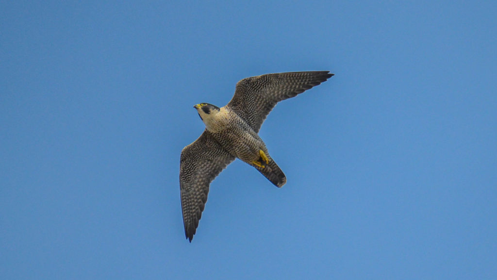 Un halcón peregrino en vuelo