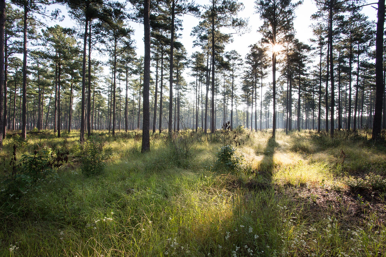 Una imagen de un bosque de pinos con un exuberante suelo herbáceo como ejemplo de hábitat de sabana de pinos; esta imagen fue tomada en la Reserva Piney Grove.