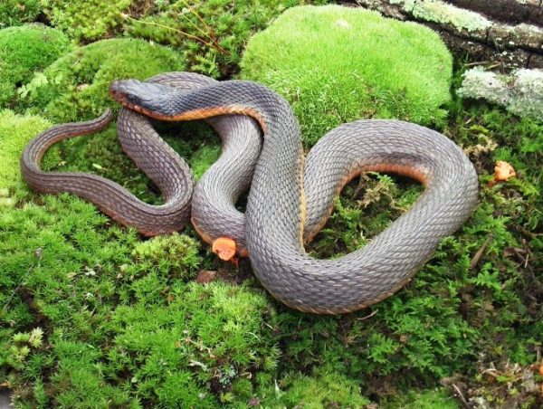 Una imagen de la serpiente de agua de vientre liso, no venenosa, que es de color gris sólido con un vientre rojo