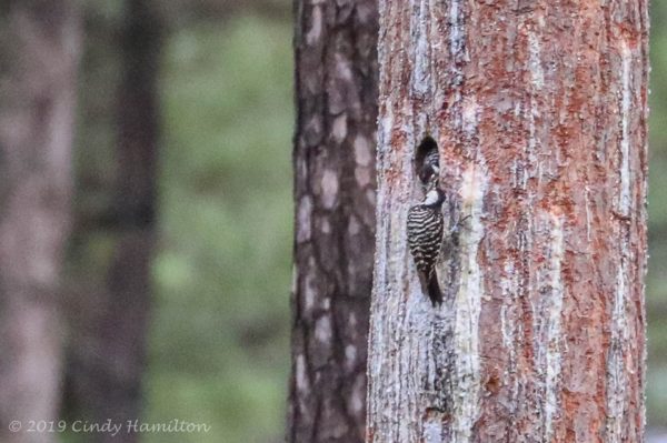 Una imagen de un pájaro carpintero de cresta roja emergiendo de su cavidad de anidación