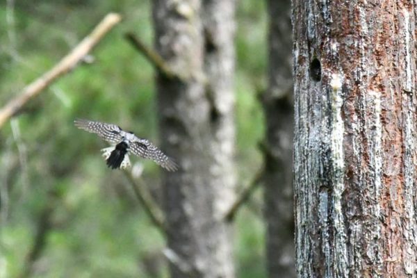 Una imagen de un pájaro carpintero con cresta roja volando cerca de su cavidad de anidación