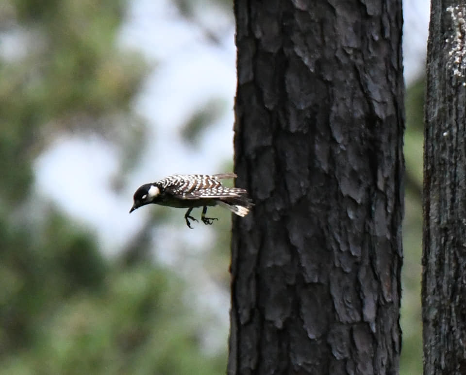 Imagen de un pájaro carpintero volando desde un árbol