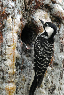 Una imagen de un pájaro carpintero de cresta roja sentado en un árbol mirando dentro de una cavidad que contiene a sus crías