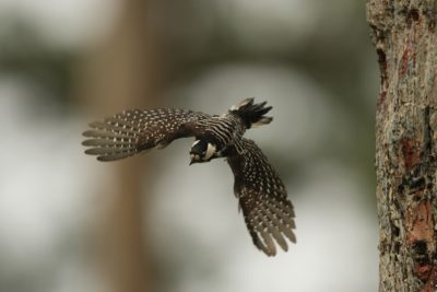 Pájaro carpintero de cresta roja en vuelo acercándose a la cavidad de su árbol. Foto de Kevin Rose.