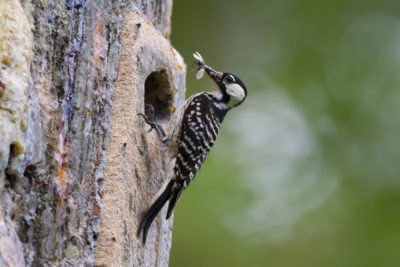 Pájaro carpintero de cresta roja en la cavidad de anidación con comida