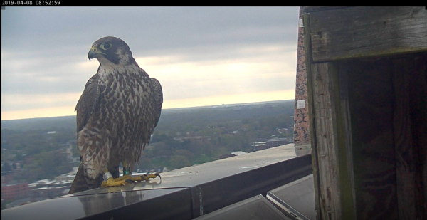La nueva halcón hembra posada en el parapeto de la Riverfront Plaza de Richmond