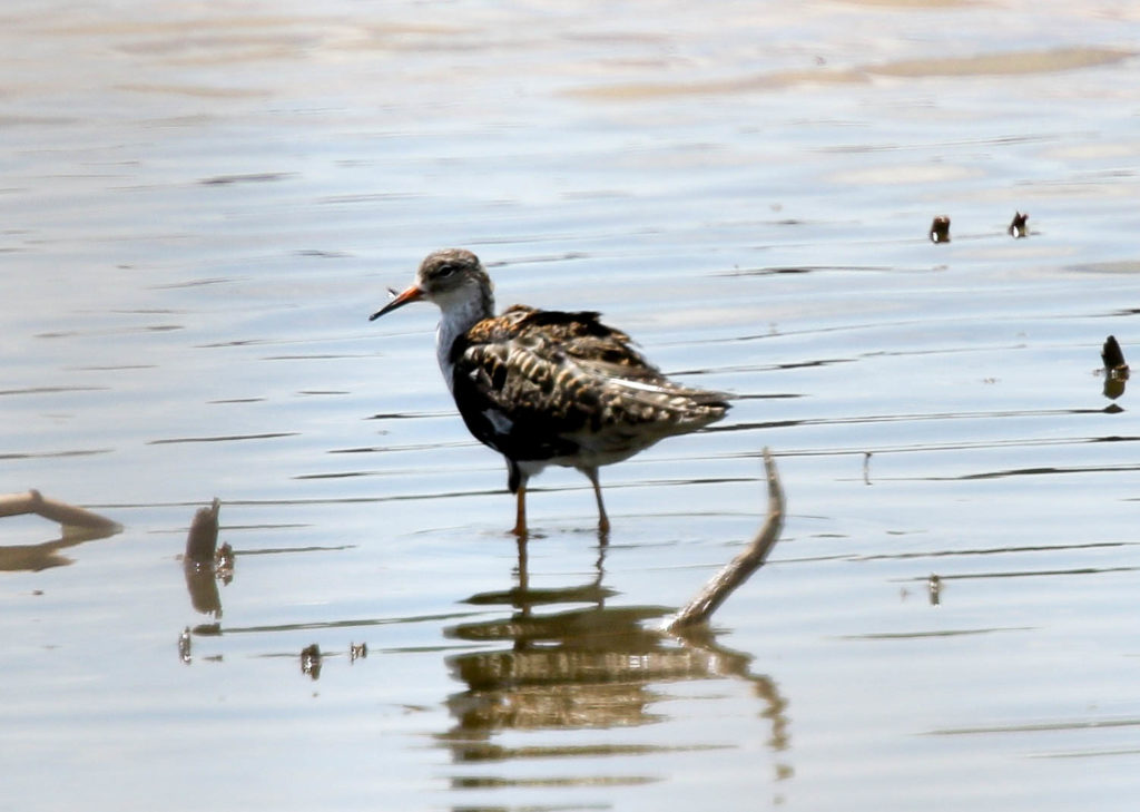 Una imagen de un Ruff de pie en agua estancada en el área pantanosa de Hog Island, WMA