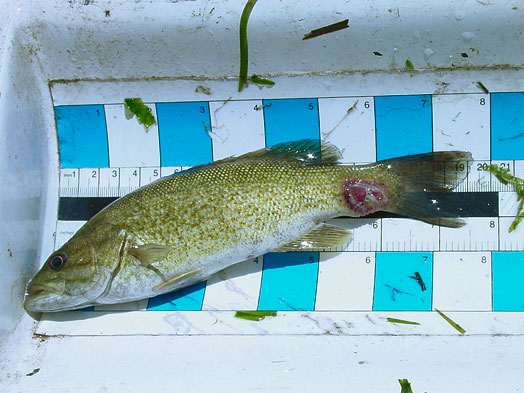 Una imagen de una masa bucal con una lesión infectada