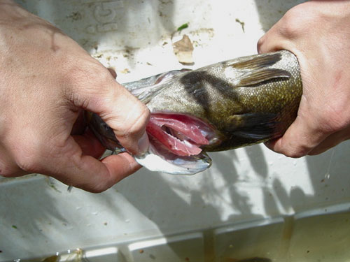 Una imagen de las branquias descoloridas de la lubina de boca pequeña que tienen manchas blancas