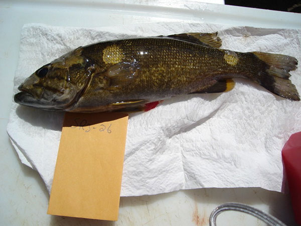 Una imagen de una lubina de boca pequeña con decoloración de tejidos