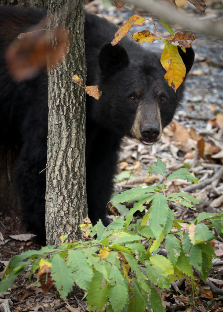 Imagen de un oso negro mirando desde detrás de un árbol