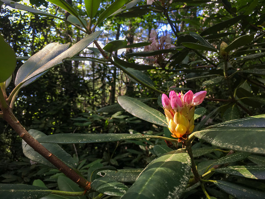 Un rododendro rosado silvestre que es común en Stewarts Creek WMA 