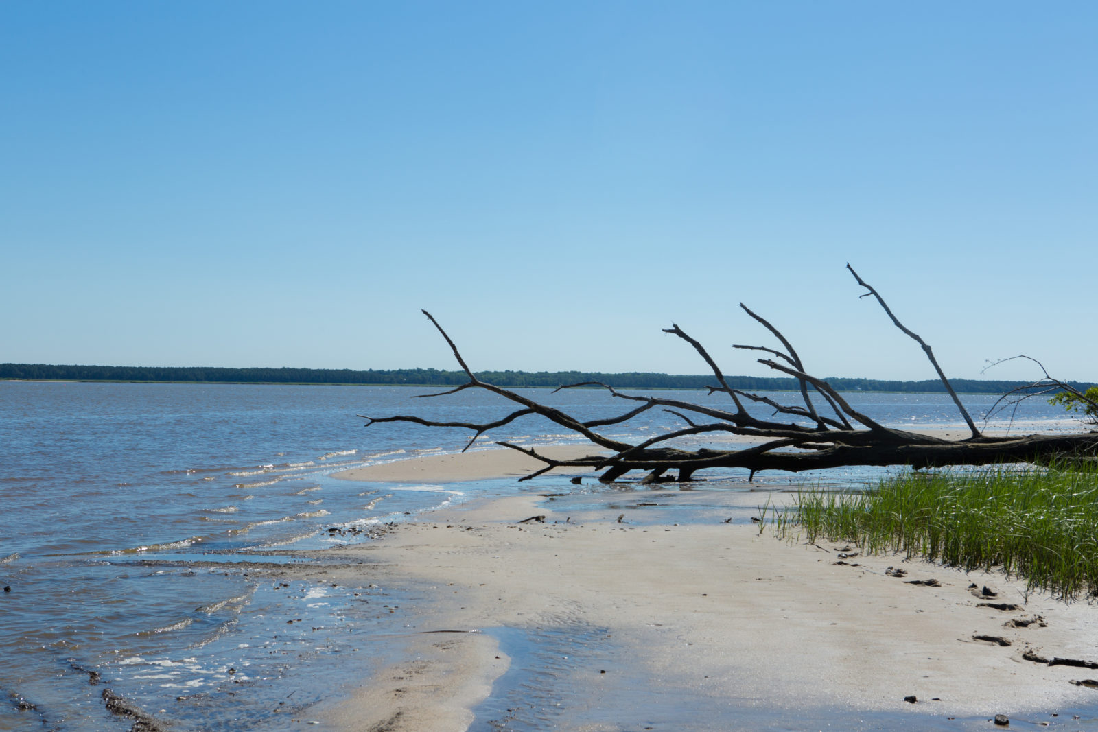Ware creek WMA tiene hermosas playas para explorar