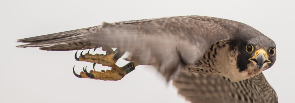 La hembra reproductora de Richmond del año pasado en vuelo