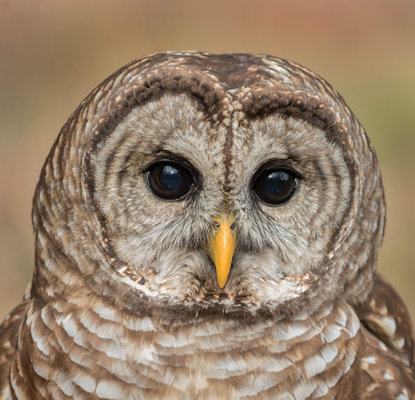 Una imagen de un búho listado con sus distintivas plumas barradas grises y marrones que rodean sus ojos