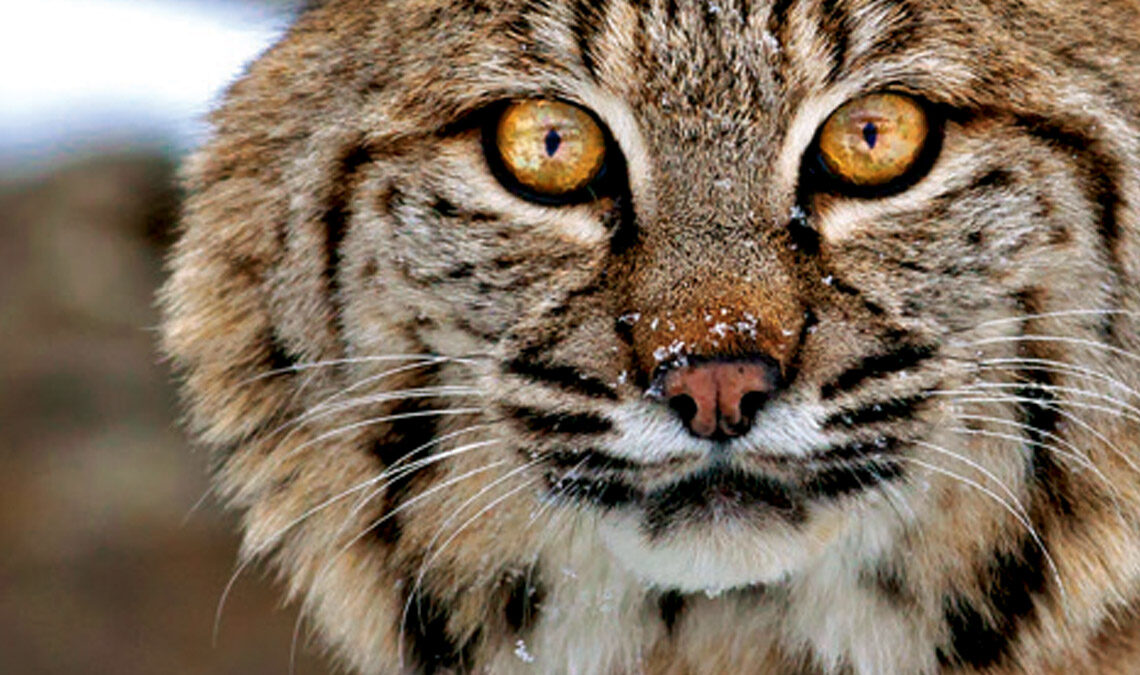 Una imagen del gato montés de Florida