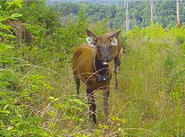 Una imagen de dos alces vaca, el que está en primer plano tiene etiquetas de identificación en las orejas y un collar de rastreo; Están en un claro boscoso.