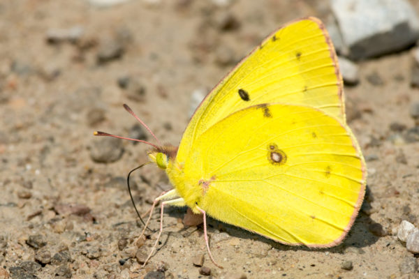 Mariposa de azufre turbia recogiendo minerales de la tierra