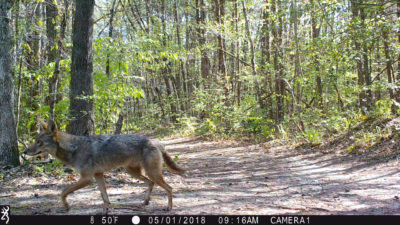 Una imagen de coyote