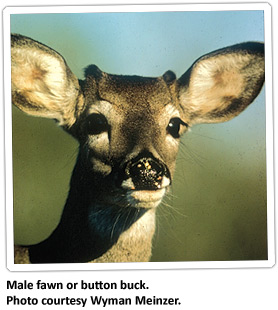 FAQ-Antlered-Bucks