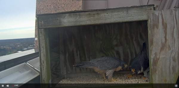 La pareja se comunica a través del rasguño. La hembra está a la izquierda y el macho a la derecha. 