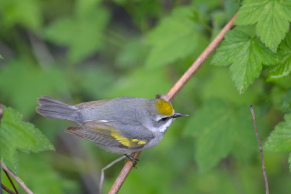 Una imagen de una curruca de alas doradas hembra; Se parece al macho pero sus plumas amarillas son menos vibrantes