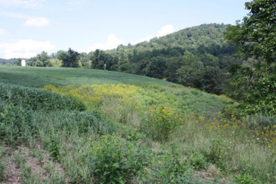 Un bonito borde de malezas y flores silvestres entre el campo de cultivo y el bosque.