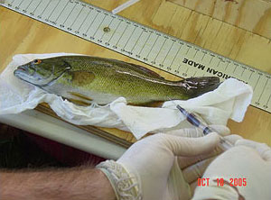 Imagen de un biólogo tomando una muestra de sangre de una lubina infectada