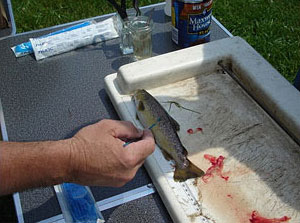 Imagen de un biólogo tomando muestras de un pequeño pez en busca de enfermedades