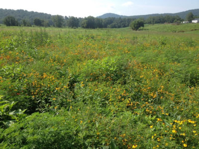 Una buena cobertura de cría consiste en una cobertura diversa de plantas con flores de hoja ancha como ambrosía, guisante de perdiz, coreopsis y girasoles nativos con un bajo porcentaje de cobertura de pasto. Debe proporcionar ocultación desde arriba, pero también proporcionar algo de terreno desnudo debajo.