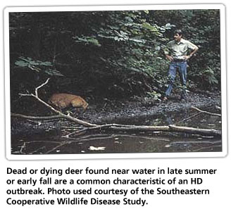 Los ciervos muertos o moribundos encontrados cerca del agua a finales del verano o principios del otoño son una característica común de un brote de EH. Foto utilizada por cortesía del Estudio de Enfermedades de la Fauna Silvestre de la Cooperativa del Sureste.