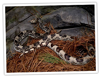 Una imagen de una serpiente de pino con su distintivo color tostado y marcas marrones oscuras