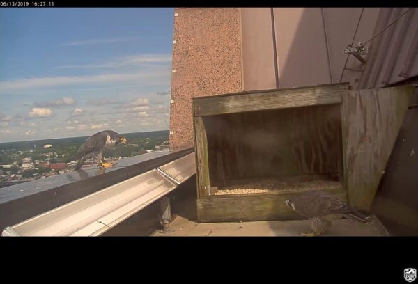 La pareja de Richmond (macho a la izquierda, hembra a la derecha) mirándose junto a la caja nido.