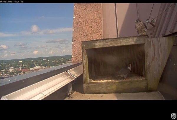 La pareja de Richmond (macho en la caja, hembra en la parte superior derecha) en la caja nido 