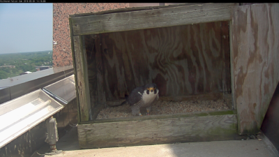 Hombre de Richmond de pie en el rasguño que hizo para los huevos.