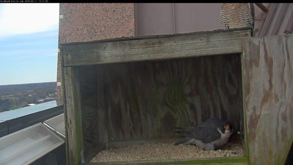 El macho se para en el raspado mientras que la hembra se sienta en la parte superior de la caja.