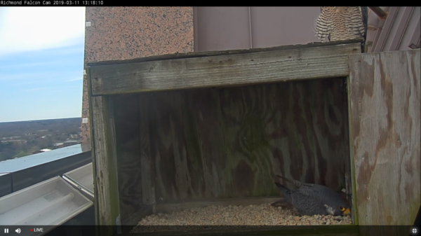 El macho trabaja en la creación del rasguño, mientras que la hembra se sienta en la parte superior de la caja. 