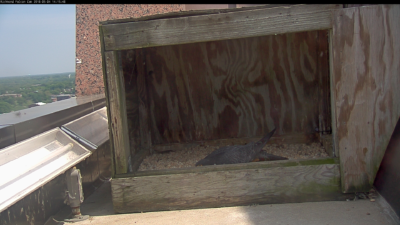 El macho hace el rasguño más reciente en la caja nido