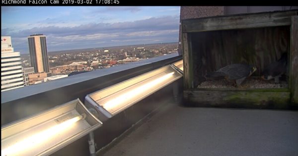 La nueva hembra (izquierda) y el nuevo macho (derecha) se enzarzaron en un comportamiento de cortejo inclinado dentro de la caja nido.