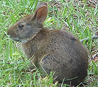 marsh_rabbit