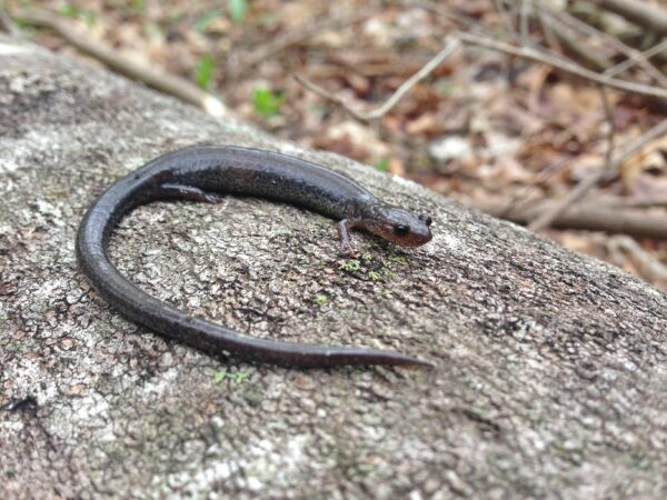Una imagen de la salamandra del valle y la cresta