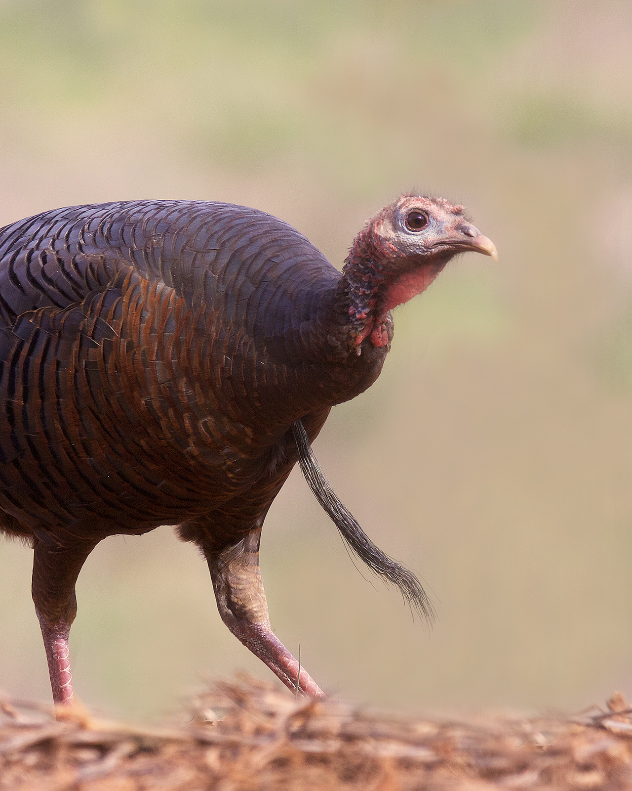 Una foto de una gallina de pavo caminando, con un puñado de largos cabellos negros descendiendo de su pecho.