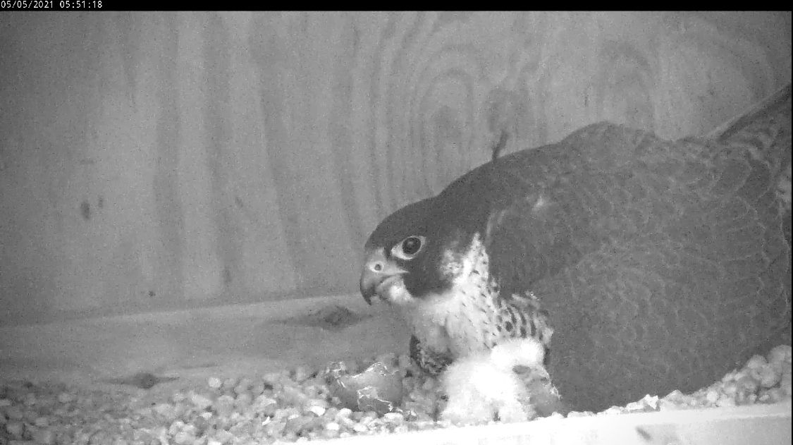 Dos polluelos nacieron durante la noche debajo de su padre