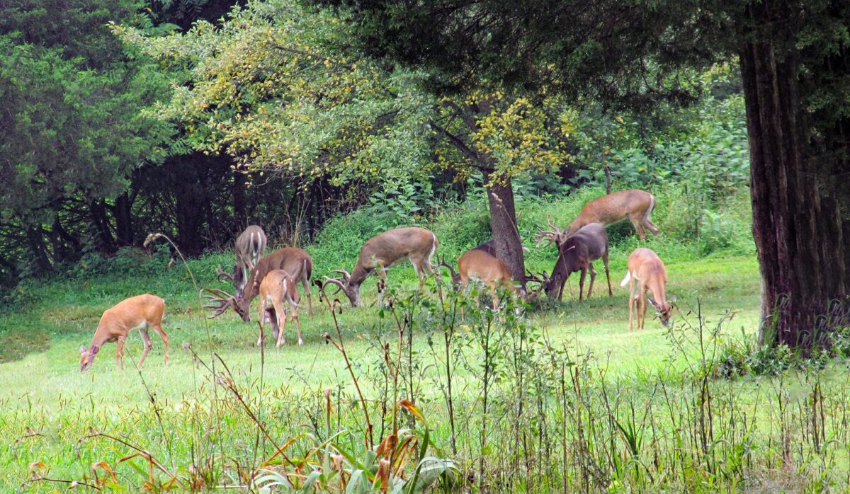Imagen de una manada de ciervos alimentándose de hierba en las afueras de un bosque caducifolio