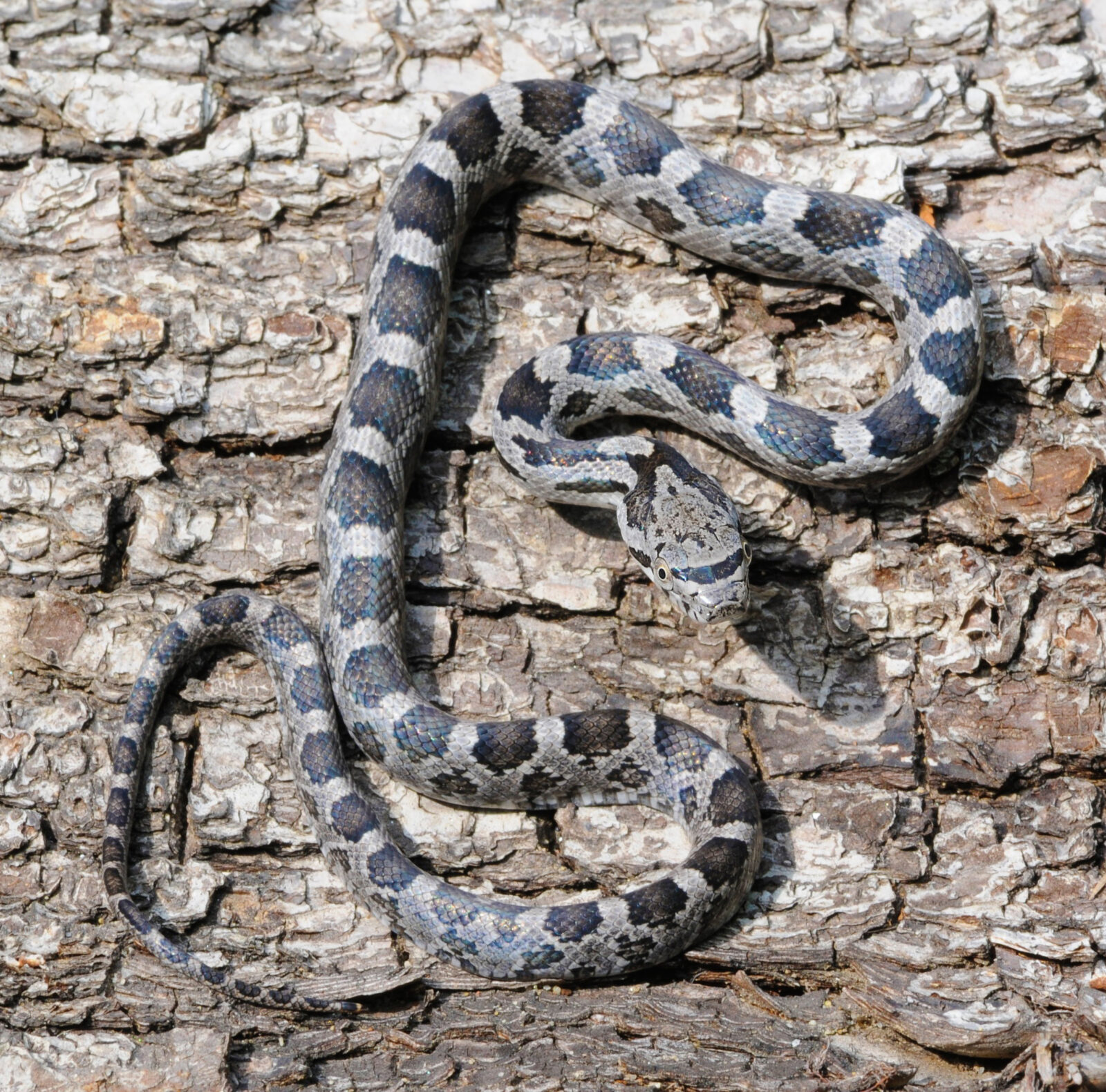 Una imagen de una serpiente rata oriental juvenil que puede confundirse fácilmente con una cabeza de cobre, siendo su variación más distintiva la forma de la mancha