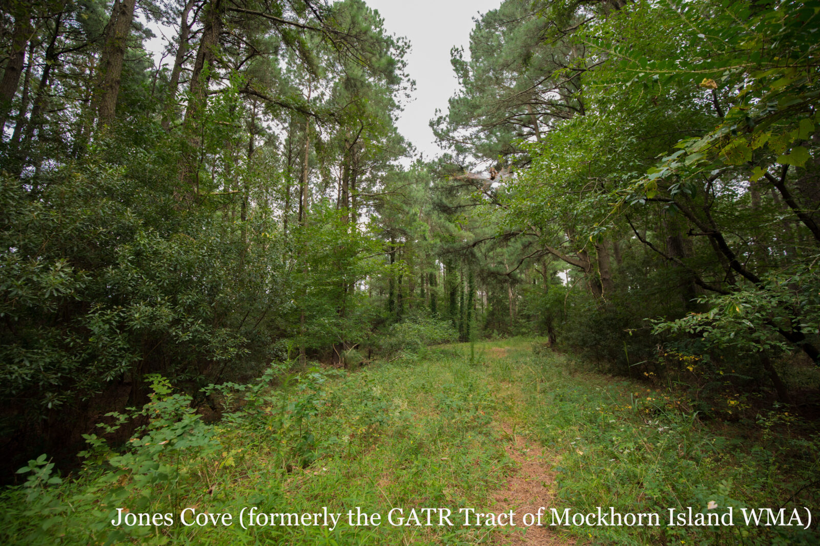 Una imagen de Jones Cove