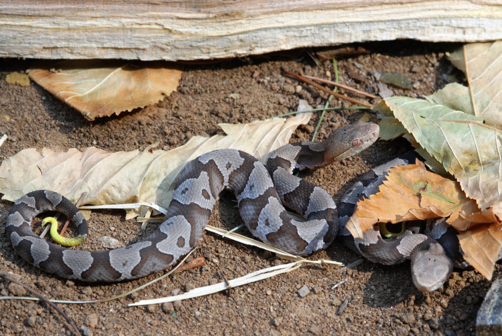 Una imagen de juveniles cabezas de cobre orientales con sus distintivas manchas en forma de reloj de arena 