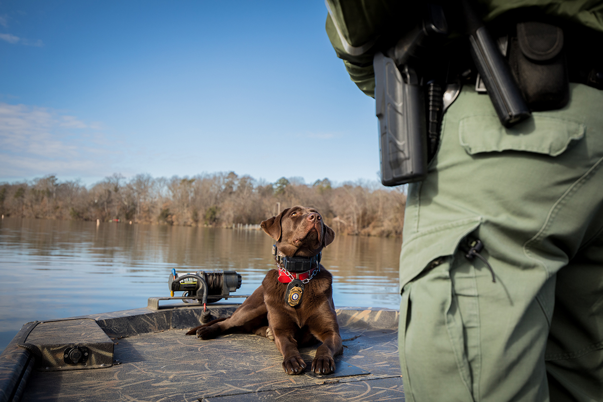 K9 Molly alerta sobre el olor acostándose y mirando al manejador Senior CPO Wes Billings.